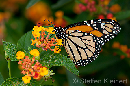 286 Monarch - Danaus plexxipus